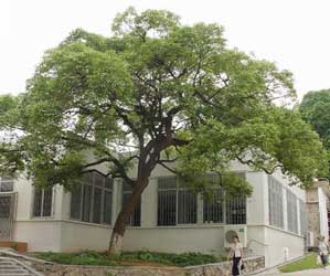 rbol del alcanfor, Alcanforero, Alcanfor.