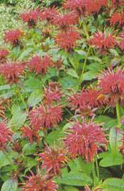 Bergamota silvestre, Monarda