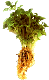albahaca.gif (22605 bytes)