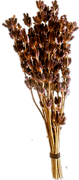 lavanda.gif (28524 bytes)