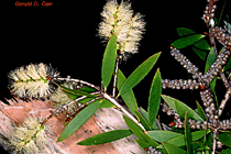 niaouli, fotografa por Gerald D. Carr