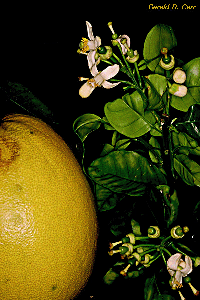 pomelo, fotografa por Gerald D. Carr